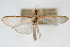  (Palpita sp. 2ZY - CNCLEP00075568)  @11 [ ] CreativeCommons - Attribution Non-Commercial Share-Alike (2010) Jean-Francois Landry, CNC and Zhaofu Yang, BIO Canadian National Collections