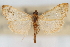  ( - CNCLEP00075636)  @11 [ ] CreativeCommons - Attribution Non-Commercial Share-Alike (2010) Jean-Francois Landry, CNC and Zhaofu Yang, BIO Canadian National Collections