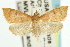  ( - CNCLEP00074212)  @14 [ ] CreativeCommons - Attribution (2010) CBG Photography Group Centre for Biodiversity Genomics
