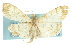  ( - CNCLEP00074217)  @13 [ ] CreativeCommons - Attribution (2010) CBG Photography Group Centre for Biodiversity Genomics