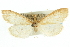  ( - CNCLEP00074229)  @13 [ ] CreativeCommons - Attribution (2010) CBG Photography Group Centre for Biodiversity Genomics
