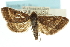  ( - CNCLEP00074238)  @11 [ ] CreativeCommons - Attribution (2010) CBG Photography Group Centre for Biodiversity Genomics
