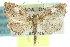  ( - CNCLEP00074248)  @14 [ ] CreativeCommons - Attribution (2010) CBG Photography Group Centre for Biodiversity Genomics