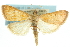  (Achyra sp. 1ZYPAN - CNCLEP00074316)  @11 [ ] CreativeCommons - Attribution (2010) CBG Photography Group Centre for Biodiversity Genomics