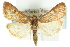  (Achyra rantalis - CNCLEP00074326)  @15 [ ] CreativeCommons - Attribution (2010) CBG Photography Group Centre for Biodiversity Genomics