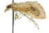  (Arenochroa flavalis - CNCLEP00074348)  @13 [ ] CreativeCommons - Attribution (2010) CBG Photography Group Centre for Biodiversity Genomics