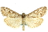  (Loxostege indentalis - CNCLEP00074372)  @15 [ ] CreativeCommons - Attribution (2010) CBG Photography Group Centre for Biodiversity Genomics