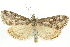  ( - CNCLEP00074373)  @11 [ ] CreativeCommons - Attribution (2010) CBG Photography Group Centre for Biodiversity Genomics