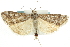  ( - CNCLEP00074374)  @11 [ ] CreativeCommons - Attribution (2010) CBG Photography Group Centre for Biodiversity Genomics