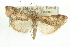  (Loxostege allectalis - CNCLEP00074384)  @15 [ ] CreativeCommons - Attribution (2010) CBG Photography Group Centre for Biodiversity Genomics