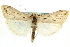  (Loxostege oberthuralis - CNCLEP00074389)  @15 [ ] CreativeCommons - Attribution (2010) CBG Photography Group Centre for Biodiversity Genomics