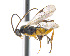  (Microgaster jft17 - CNC469202)  @15 [ ] CreativeCommons  Attribution Non-Commercial Share-Alike (2016) Unspecified Canadian National Collection of Insects