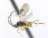  (Protapanteles anchisiades - CNC469206)  @12 [ ] CreativeCommons  Attribution Non-Commercial Share-Alike (2016) Unspecified Canadian National Collection of Insects