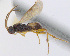  (Cotesia jft02 - CNC469235)  @14 [ ] CreativeCommons  Attribution Non-Commercial Share-Alike (2016) Unspecified Canadian National Collection of Insects