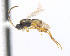  ( - CNC469241)  @13 [ ] CreativeCommons  Attribution Non-Commercial Share-Alike (2016) Unspecified Canadian National Collection of Insects