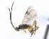  (Choeras - CNC469329)  @14 [ ] CreativeCommons  Attribution Non-Commercial Share-Alike (2016) Unspecified Canadian National Collection of Insects