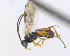  ( - CNC469330)  @13 [ ] CreativeCommons  Attribution Non-Commercial Share-Alike (2016) Unspecified Canadian National Collection of Insects