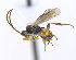  ( - CNC469341)  @12 [ ] CreativeCommons  Attribution Non-Commercial Share-Alike (2016) Unspecified Canadian National Collection of Insects