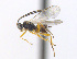  (Pholetesor ornigis - CNC469361)  @15 [ ] CreativeCommons  Attribution Non-Commercial Share-Alike (2016) Unspecified Canadian National Collection of Insects