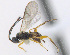  ( - CNC469370)  @14 [ ] CreativeCommons  Attribution Non-Commercial Share-Alike (2016) Unspecified Canadian National Collection of Insects