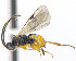  (Microgaster jft11 - CNC469378)  @15 [ ] CreativeCommons  Attribution Non-Commercial Share-Alike (2016) Unspecified Canadian National Collection of Insects