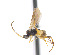  ( - CNC469654)  @13 [ ] CreativeCommons  Attribution Non-Commercial Share-Alike (2016) Unspecified Canadian National Collection of Insects