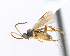  ( - CNC469662)  @13 [ ] CreativeCommons  Attribution Non-Commercial Share-Alike (2016) Unspecified Canadian National Collection of Insects