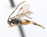  ( - CNC469681)  @14 [ ] CreativeCommons  Attribution Non-Commercial Share-Alike (2016) Unspecified Canadian National Collection of Insects