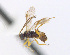  ( - CNC469691)  @13 [ ] CreativeCommons  Attribution Non-Commercial Share-Alike (2016) Unspecified Canadian National Collection of Insects