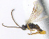  ( - CNC472881)  @14 [ ] CreativeCommons  Attribution Non-Commercial Share-Alike (2016) Unspecified Canadian National Collection of Insects