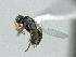 ( - CNC472888)  @12 [ ] CreativeCommons  Attribution Non-Commercial Share-Alike (2016) Unspecified Canadian National Collection of Insects