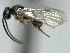  ( - CNC472900)  @12 [ ] CreativeCommons  Attribution Non-Commercial Share-Alike (2016) Unspecified Canadian National Collection of Insects