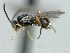 ( - CNC472903)  @12 [ ] CreativeCommons  Attribution Non-Commercial Share-Alike (2016) Unspecified Canadian National Collection of Insects