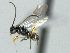  ( - CNC472907)  @12 [ ] CreativeCommons  Attribution Non-Commercial Share-Alike (2016) Unspecified Canadian National Collection of Insects