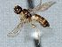  ( - CNC473608)  @12 [ ] CreativeCommons  Attribution Non-Commercial Share-Alike (2016) Unspecified Canadian National Collection of Insects