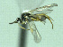  ( - CNC486212)  @12 [ ] CreativeCommons  Attribution Non-Commercial Share-Alike (2016) Unspecified Canadian National Collection of Insects