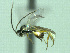  ( - CNC486248)  @12 [ ] CreativeCommons  Attribution Non-Commercial Share-Alike (2016) Unspecified Canadian National Collection of Insects