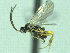  ( - CNC486310)  @12 [ ] CreativeCommons  Attribution Non-Commercial Share-Alike (2016) Unspecified Canadian National Collection of Insects