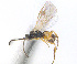  ( - CNC486420)  @13 [ ] CreativeCommons  Attribution Non-Commercial Share-Alike (2016) Unspecified Canadian National Collection of Insects