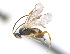  ( - CNC486441)  @12 [ ] CreativeCommons  Attribution Non-Commercial Share-Alike (2016) Unspecified Canadian National Collection of Insects