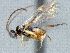  ( - CNC486476)  @12 [ ] CreativeCommons  Attribution Non-Commercial Share-Alike (2016) Unspecified Canadian National Collection of Insects
