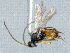  ( - CNC486477)  @13 [ ] CreativeCommons  Attribution Non-Commercial Share-Alike (2016) Unspecified Canadian National Collection of Insects