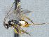  ( - CNC486497)  @12 [ ] CreativeCommons  Attribution Non-Commercial Share-Alike (2016) Unspecified Canadian National Collection of Insects