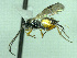  ( - CNC486586)  @12 [ ] CreativeCommons  Attribution Non-Commercial Share-Alike (2016) Unspecified Canadian National Collection of Insects