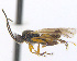  (Sathon falcatus - CNC486608)  @13 [ ] CreativeCommons  Attribution Non-Commercial Share-Alike (2016) Unspecified Canadian National Collection of Insects