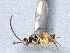  ( - CNC487091)  @12 [ ] CreativeCommons  Attribution Non-Commercial Share-Alike (2016) Unspecified Canadian National Collection of Insects