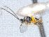  ( - CNC489621)  @12 [ ] CreativeCommons  Attribution Non-Commercial Share-Alike (2016) Unspecified Canadian National Collection of Insects
