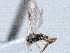  ( - CNC489639)  @12 [ ] CreativeCommons  Attribution Non-Commercial Share-Alike (2016) Unspecified Canadian National Collection of Insects