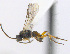  (Cotesia icipe - CNC507553)  @14 [ ] CreativeCommons  Attribution Non-Commercial Share-Alike (2016) Unspecified Canadian National Collection of Insects