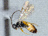  ( - CNC510090)  @11 [ ] CreativeCommons  Attribution Non-Commercial Share-Alike (2016) Unspecified Canadian National Collection of Insects